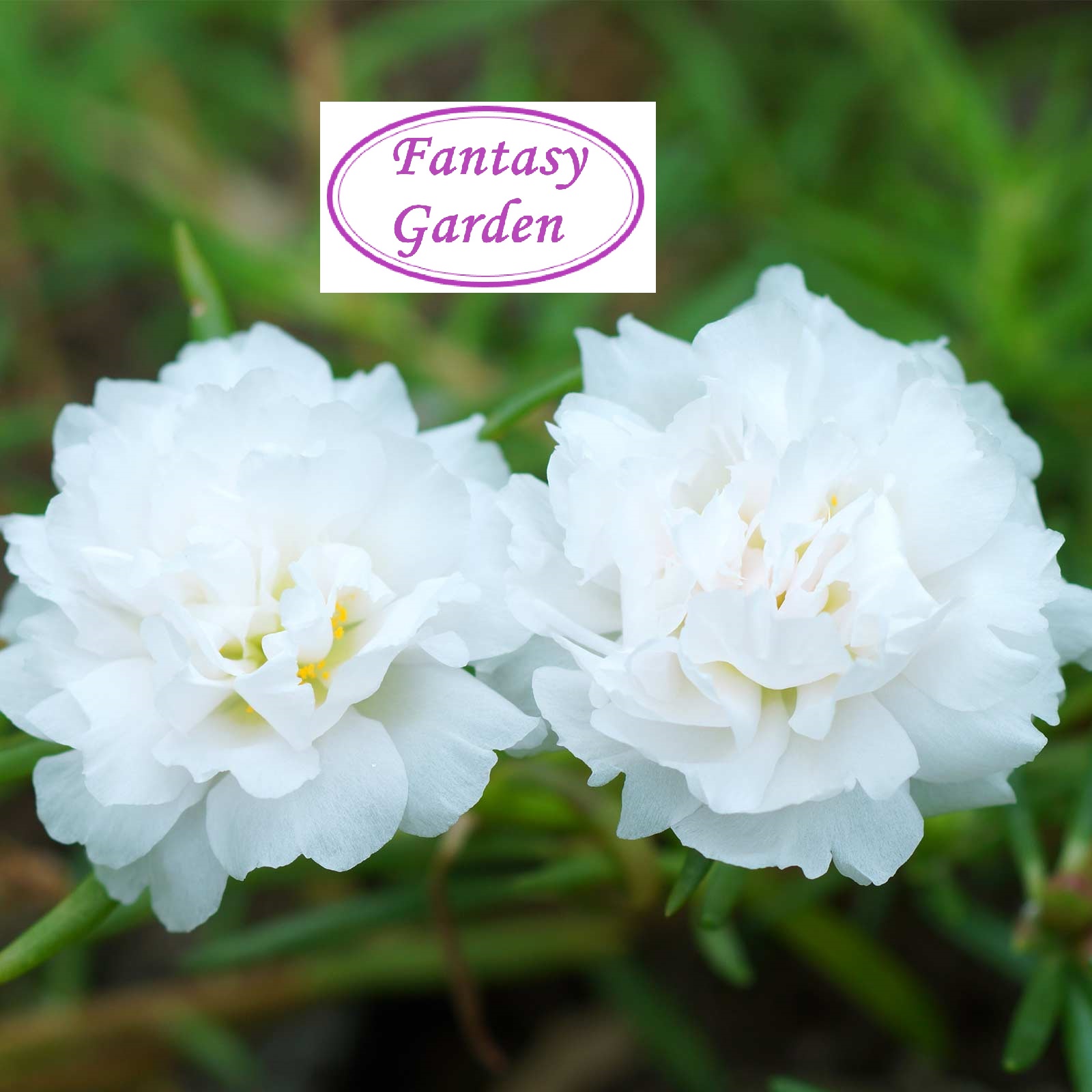 Flower Live Plant White Japanese Carnation Portulaca Grandiflora Putih Rose Jepun Pokok Bunga Pukul 10 Fantasy Garden Lazada