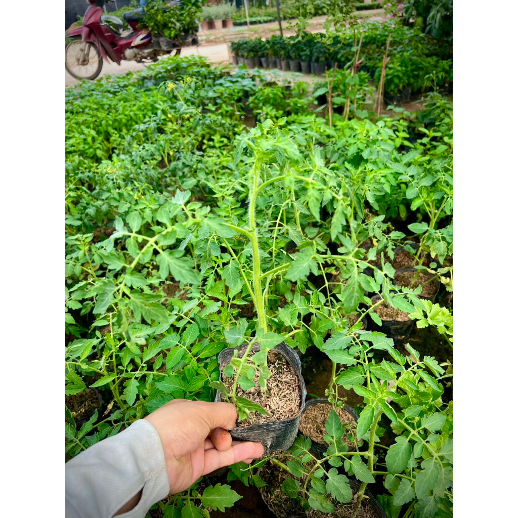 Cây cà chua bạch tuộc giống Nga (ảnh thật số 2)