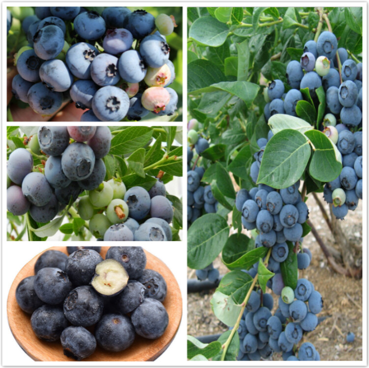 Blueberry Seeds Bonsai Fruit Tree Seeds Garden Flower Plant Seed Organic Fruits Live Plants