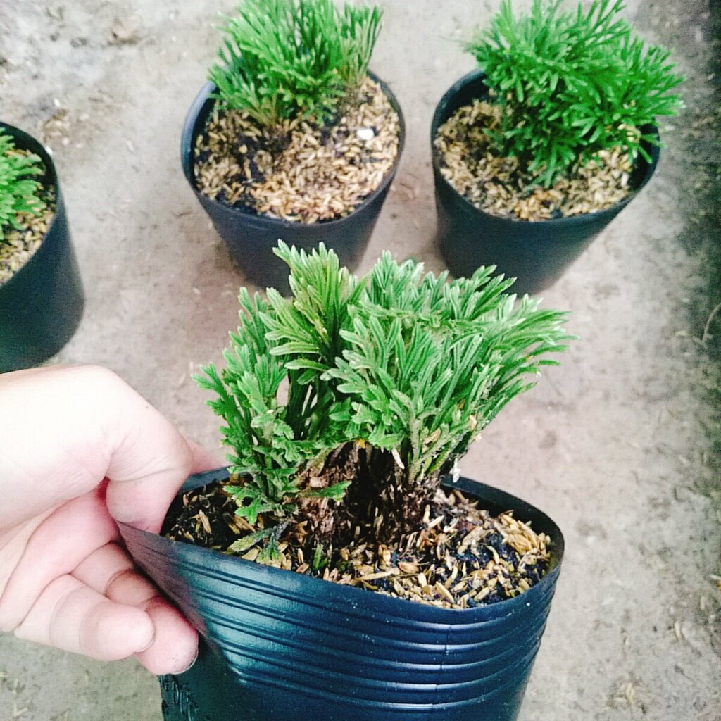 Cây Trường Sinh Thảo - cây cảnh bonsai