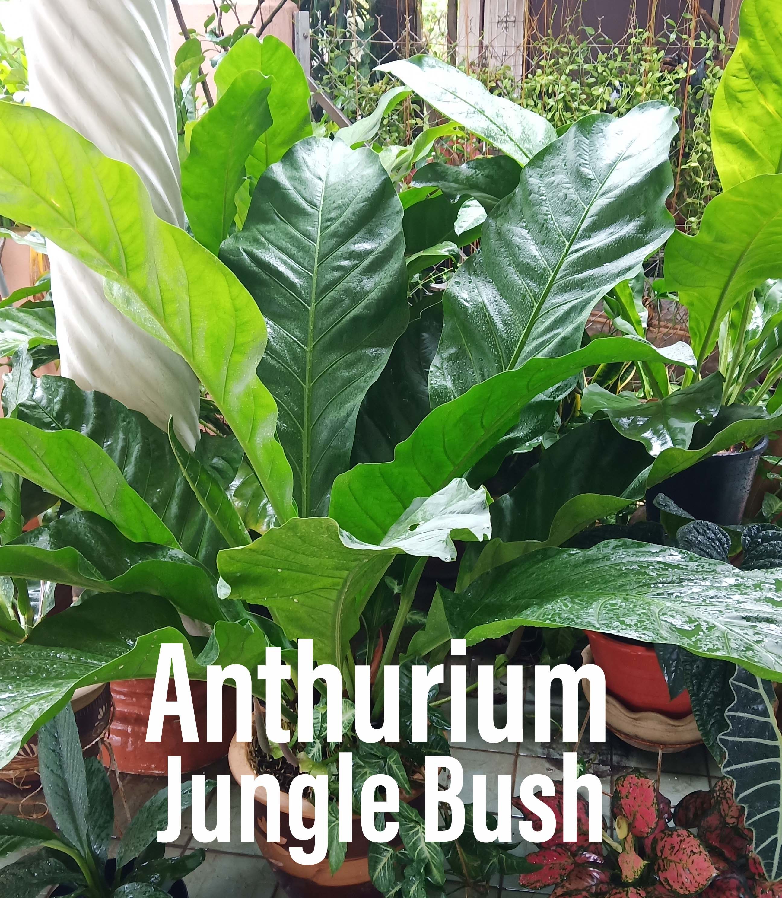 Exotic Plant - Anthurium Jungle Bush Indoor Plants Seeds Medium Water  Requirement Semi-Sun Preference Leaf Cutting For Indoor Decoration - Lazada  | Lazada