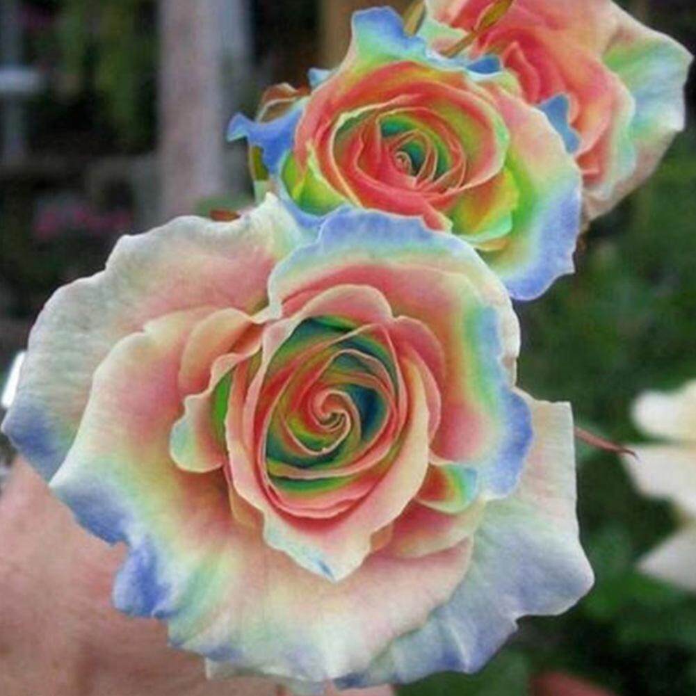 Colorful Mixed Style Lily Rose Flower Seeds Home Garden Rare Plants Decoration