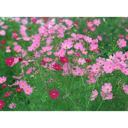 Hạt giống hoa sao nhái mix 100 hạt