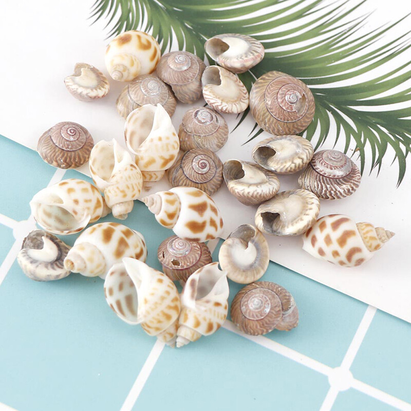 QIA About 100Pcs/Box Natural Conch Shells Aquarium Landscape Seashells Crafts Decor