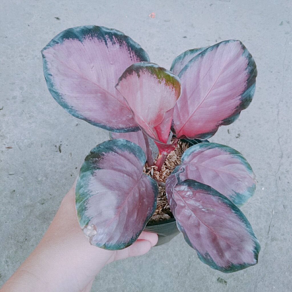 Cây Đuôi Công Hồng - cây cảnh để bàn