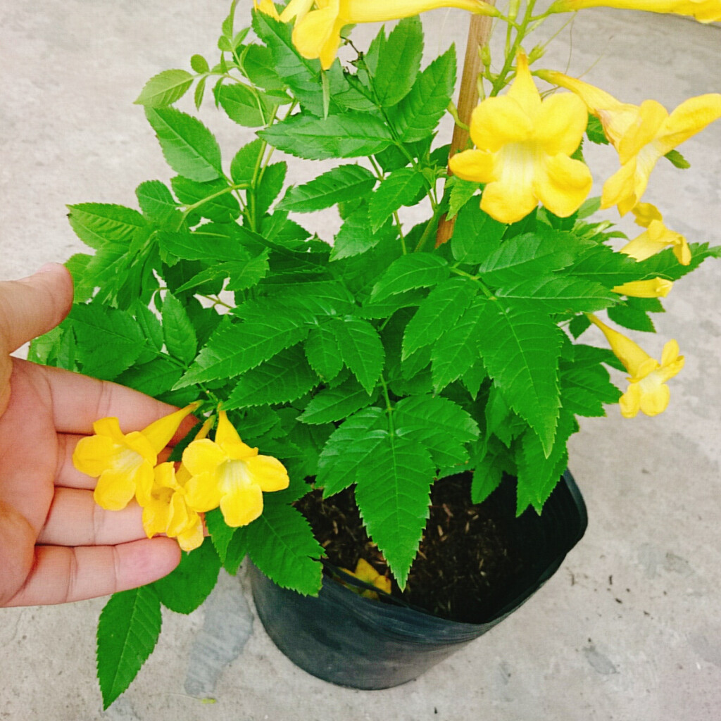 Cây Hoàng Yến (Giống Mới) - cây cảnh sân vườn