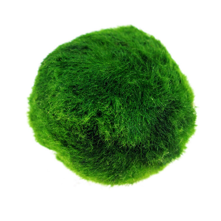 Marimo Rong Biển Trang Trí Hồ Cá Thật 100%, Cỡ 3-4 Cm. Tảo Marimo