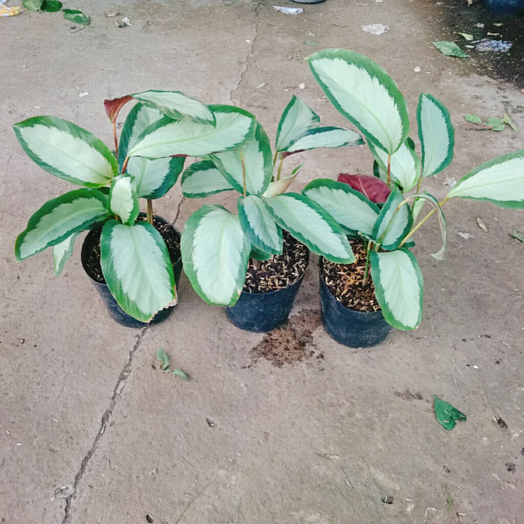 Cây Đuôi Công Trắng - Đuôi Công Lá Bạc
