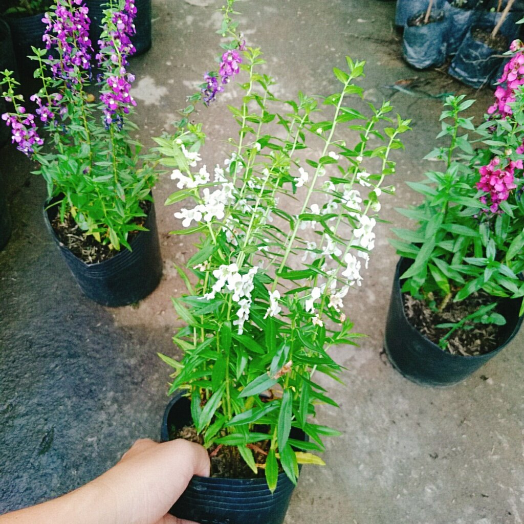 Cây Hoa Phi Yến - cây cảnh đẹp