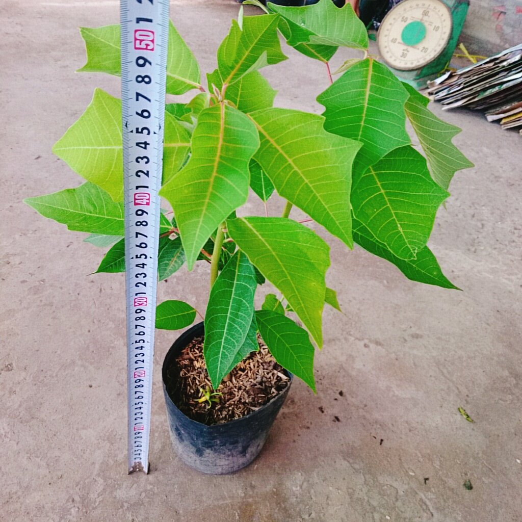 Cây Trạng Nguyên - cây cảnh để bàn
