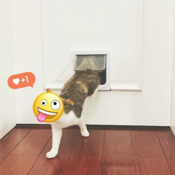 Lovinland Pet Cổng Cho Thú Cưng Chó & Mèo Cổng Điều Khiển Hướng Ra Vào Màu Ngẫu Nhiên (Kích Cỡ: XL/Màu Ngẫu Nhiên)