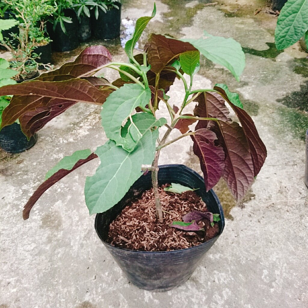 Cây Hoa Pháo Bông - cây cảnh đẹp