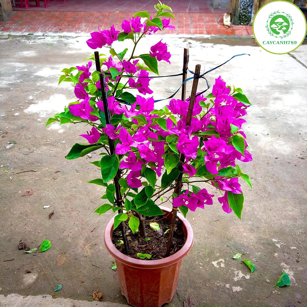Cây hoa giấy hồng đang hoa cao 50-70cm ( Ảnh thật)