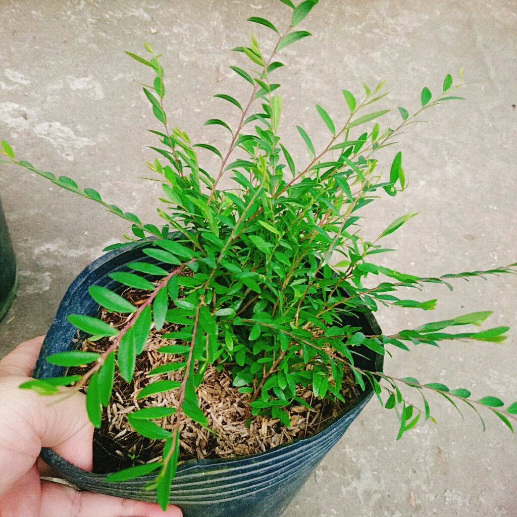 Cây Sơn Liễu Thái - cây cảnh sân vườn