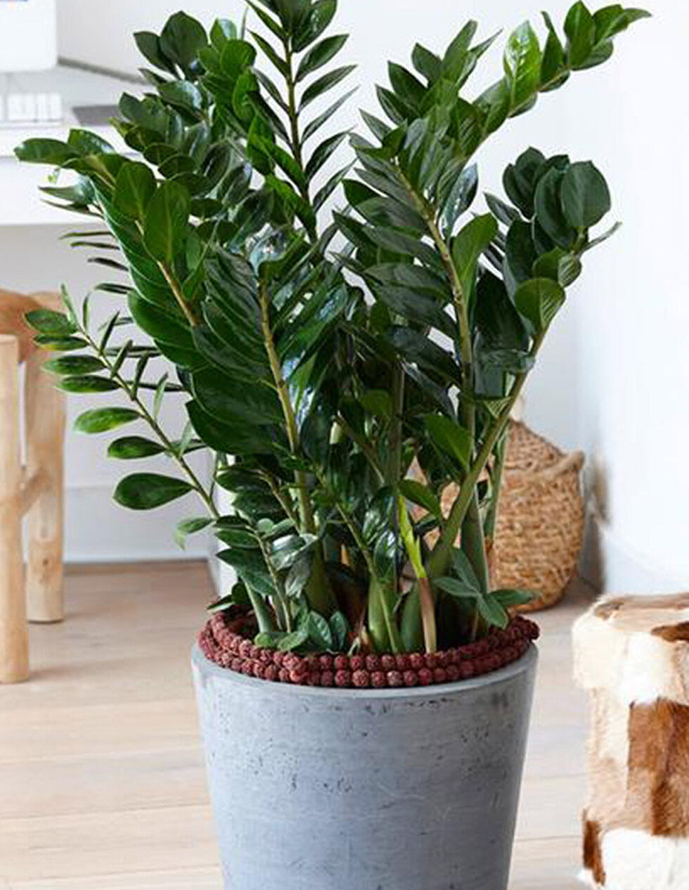 Zamioculcas zamiifolia ZZ Plant Zamia plant home plant 金錢樹 金钱树 金錢木 美铁芋