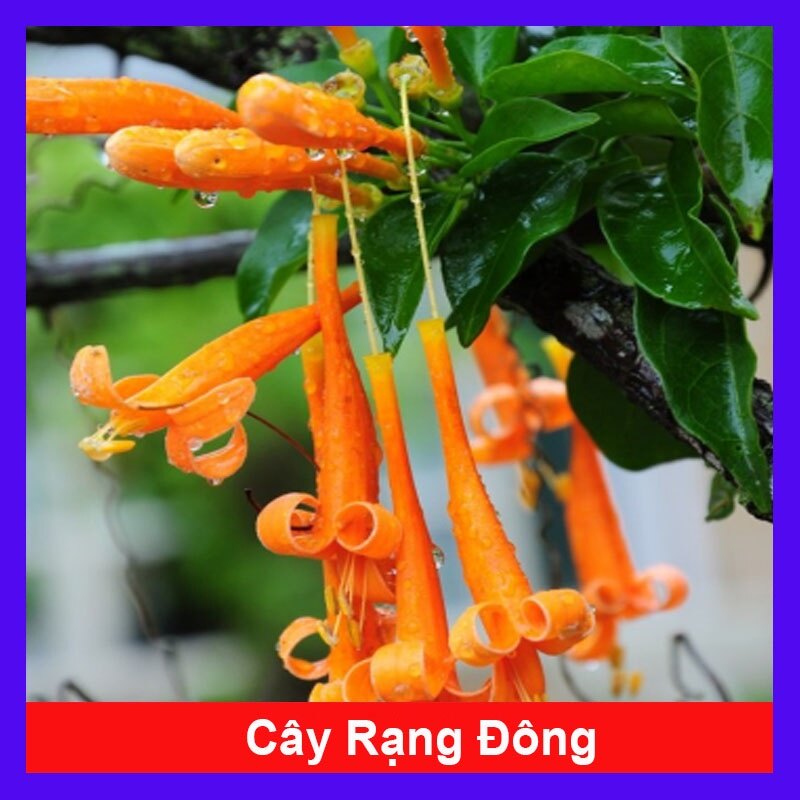 Cây rạng đông - cây cảnh đẹp mau phát triển