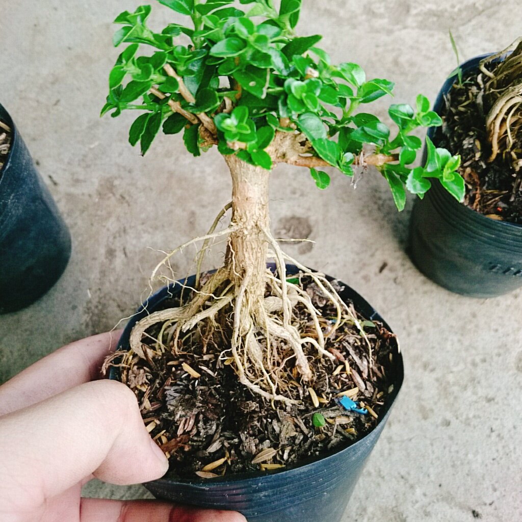 Cây Sam Hương - cây cảnh bonsai để bàn