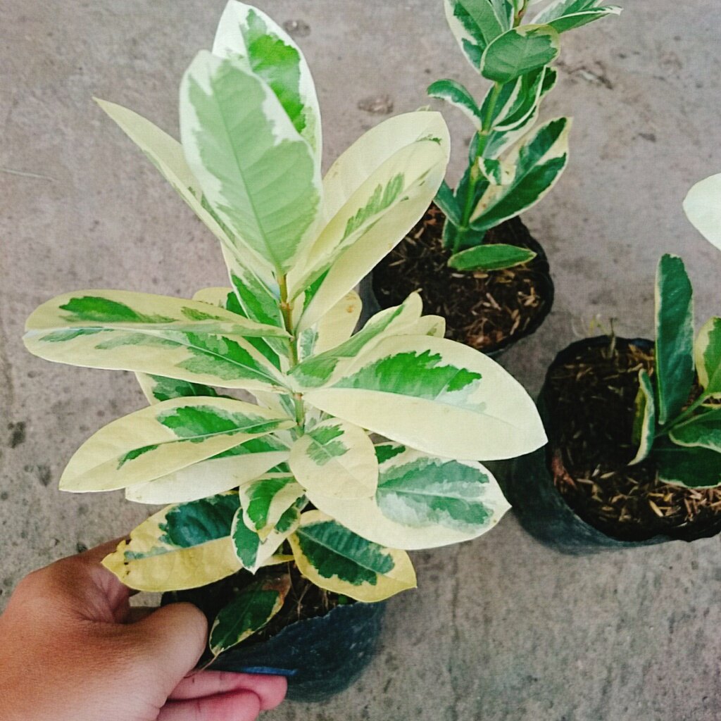 Cây Trang Mỹ Đỏ Cẩm Thạch - Trang Nhung Cẩm Thạch