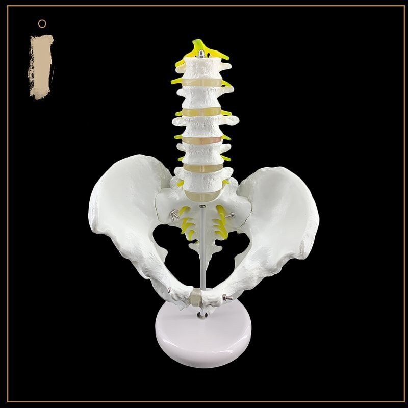 Section five lumbar spine model with pelvic model pelvis model human ...