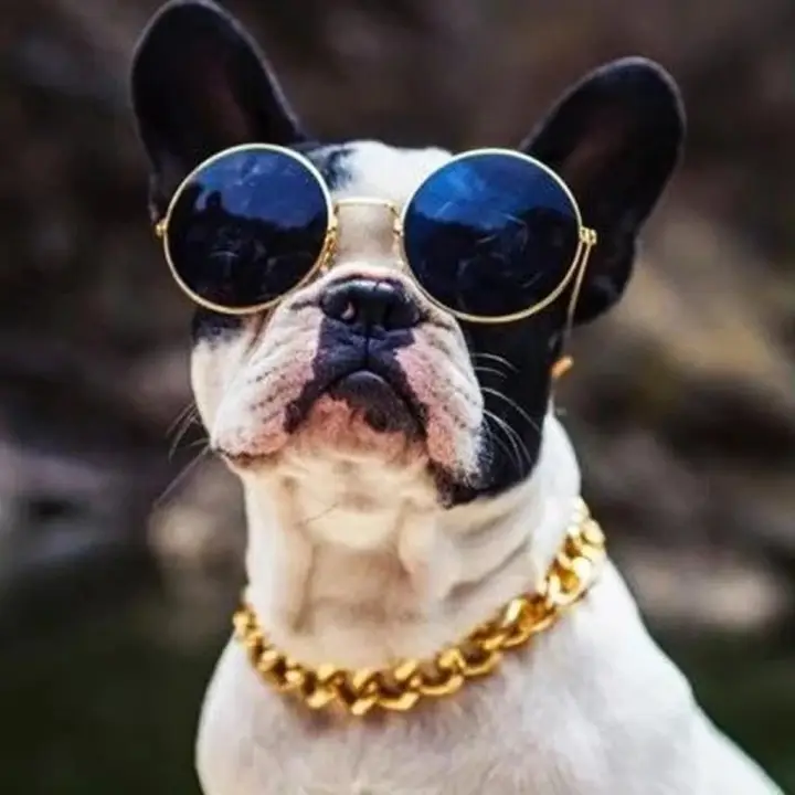 dog accessories for sale