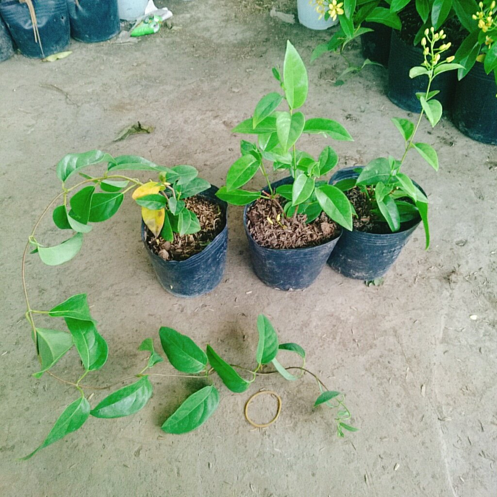Cây Mai Hoàng Yến ( Kim đồng leo )