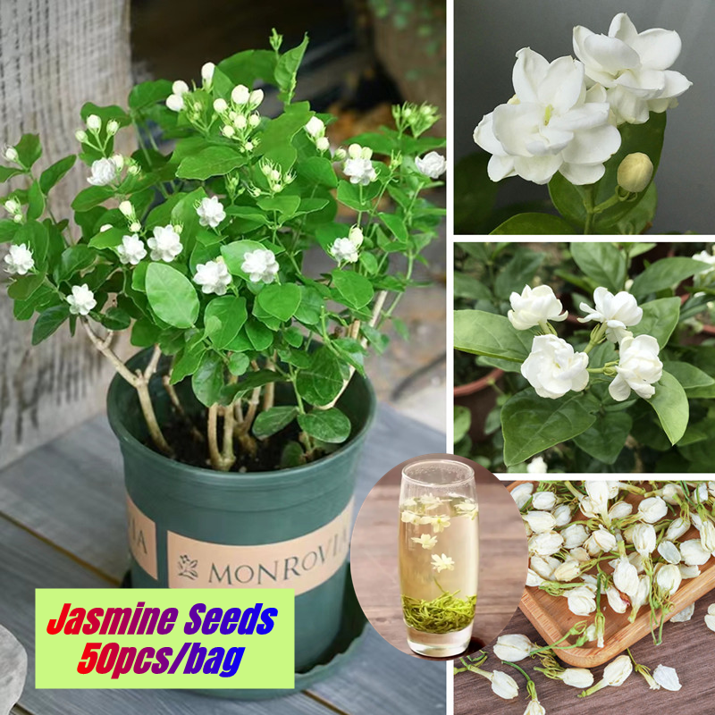 Good Quality Jasmine Flower Seeds for Sale (50 Pcs/bag) 茉莉花 Bonsai