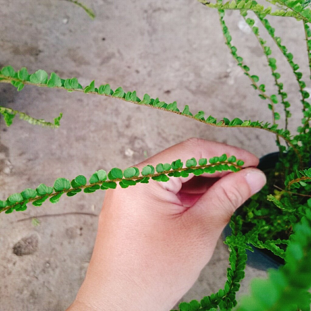 Cây Dương Xỉ Tóc Tiên - cây cảnh để bàn
