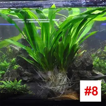 Aquatic Plant Seeds 1000pcs Pack Small Fish Tank Decoration Water