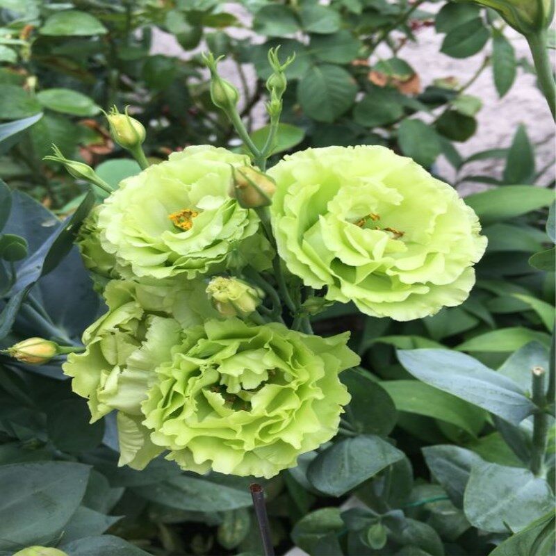 Philippines Ready Stock 300PCS Eustoma Lisianthus Flower Eustoma