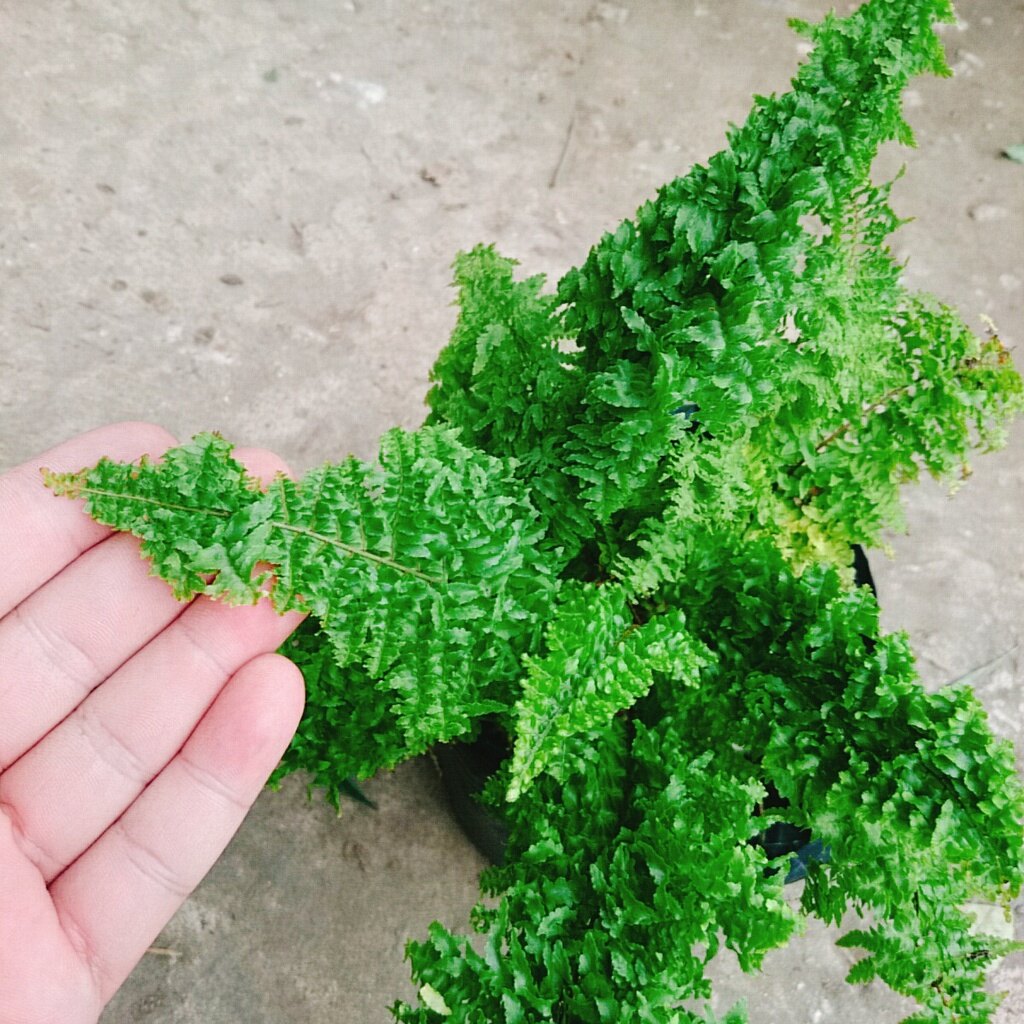 Cây Dương Xỉ Nhật - cây cảnh để bàn
