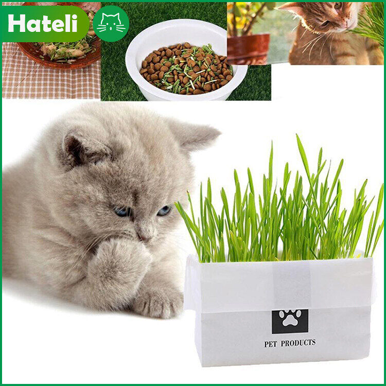 HATELI Natural Cat Grass Planting Kit DIY Cat Grass Soilless Fast Growing Wheatgrass Panting Set for Hairball Control