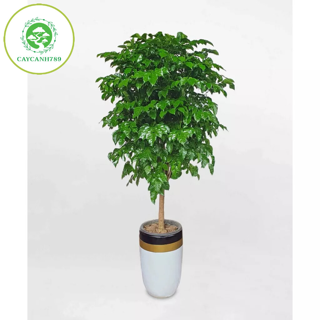 Cây hạnh phúc 1 thân dáng tree cao 1m