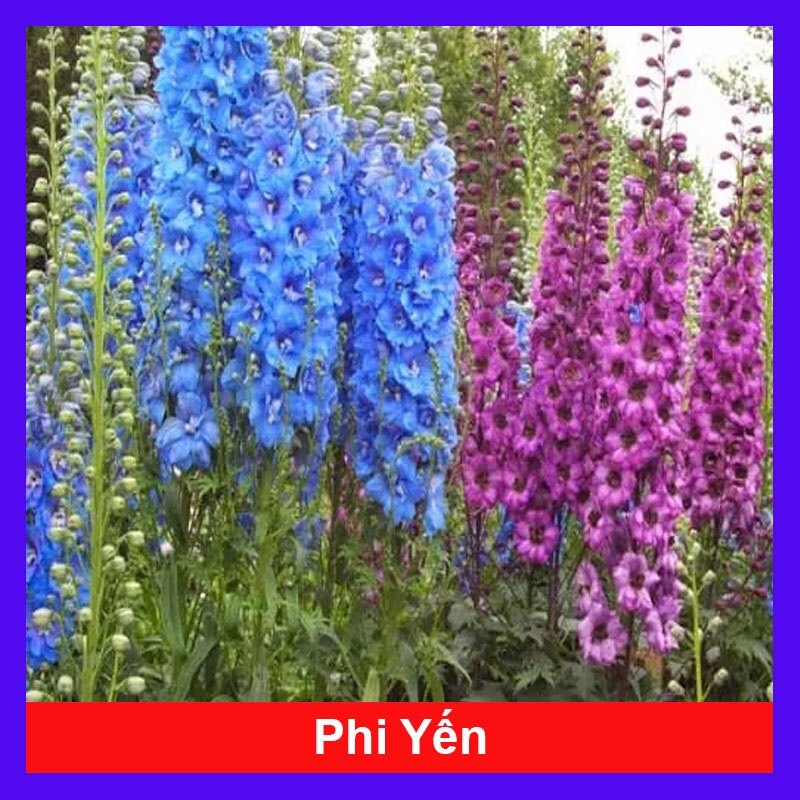 Cây Hoa Phi Yến - cây cảnh đẹp