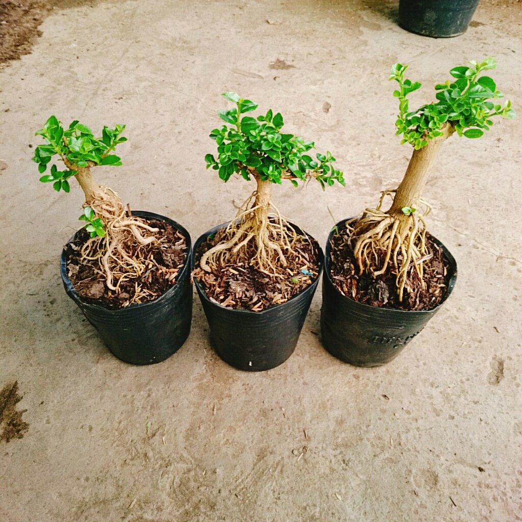 Cây Sam Hương - cây cảnh bonsai để bàn