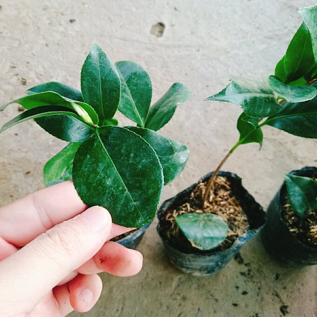 Cây Hoa Trà My (Hồng) ra hoa sau 4-5 tháng