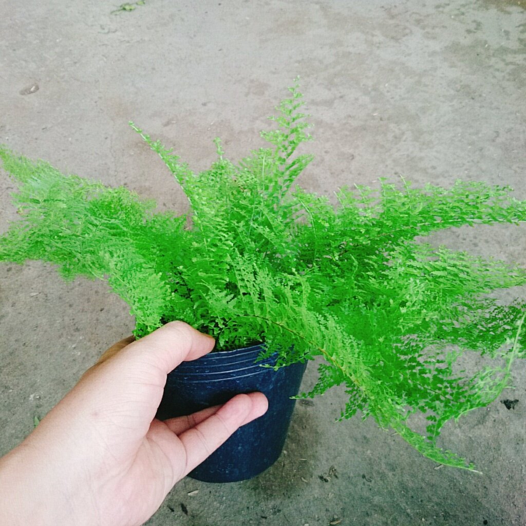 Cây Dương Xỉ Đá - dương xỉ lá nhuyễn