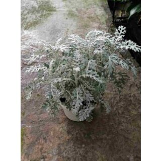 MA360 Hạt Giống Cúc Lá Bạc Cây Ren Bạc