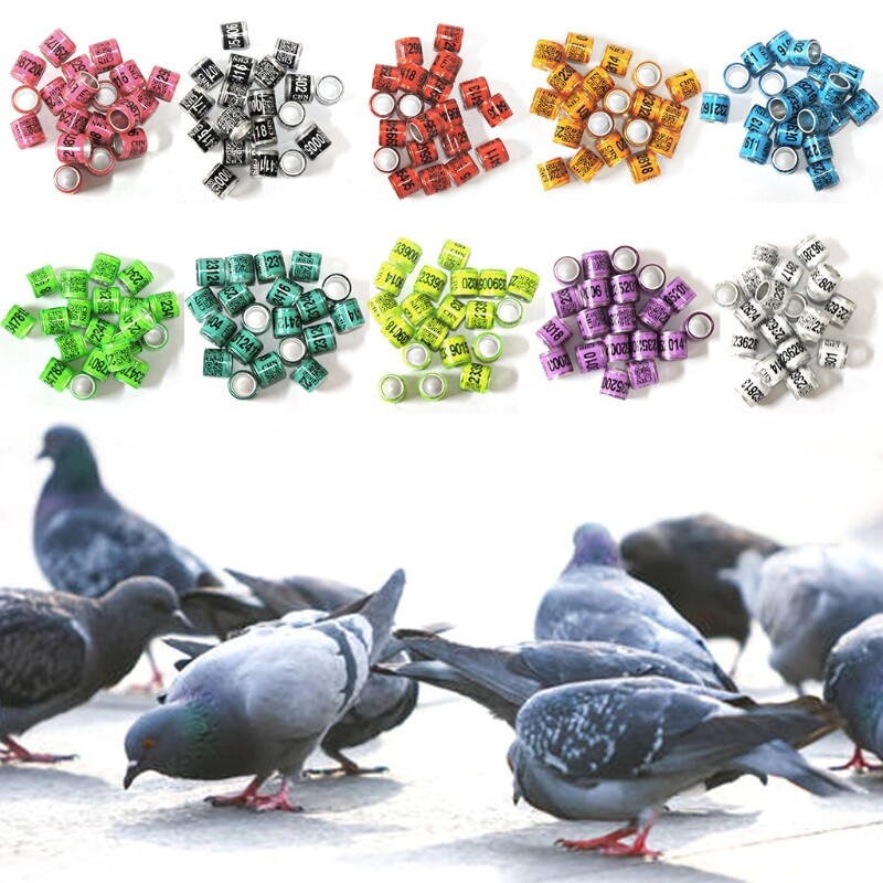 50 Pcs Multi-colored pigeon ring with identification number, 8 mm diameter, 11 mm height