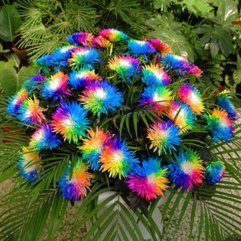 Fupan 200pcs Seeds Rainbow Chrysanthemum Plants Bonsai Perennial Flowers Home Garden Lazada Ph