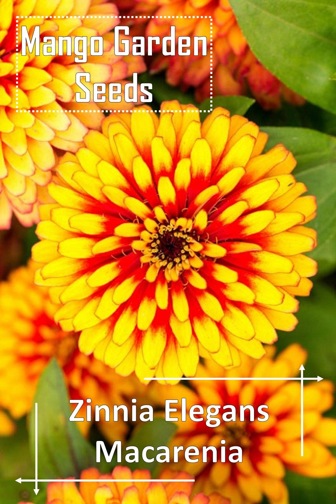 Macarenia Zinnia Seeds 50 Seed *Pot Friendly* Tanam Pasu Bunga Zinnia