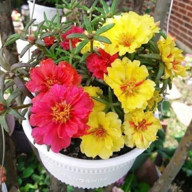 2500 Hạt Giống Hoa 10H Mỹ Kép