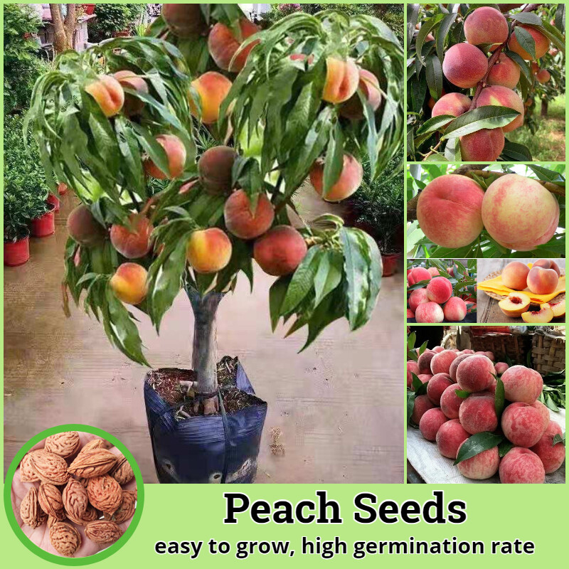 [Fast Germination] Fresh Peach Seeds Fruit Seeds for Planting Potted