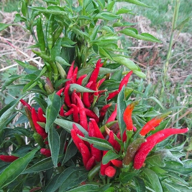 Hạt Giống Ớt Chùm Chỉ Thiên