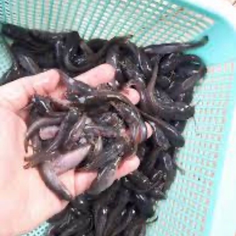 Feeder Live Fish Anak Ikan Keli Talapia Dan Puyu Siam Lazada