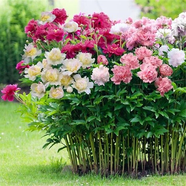 20 pcs/Bag Rare Double Peony Paeonia Suffruticosa Bonsai flower family garden balcony gardening decoration