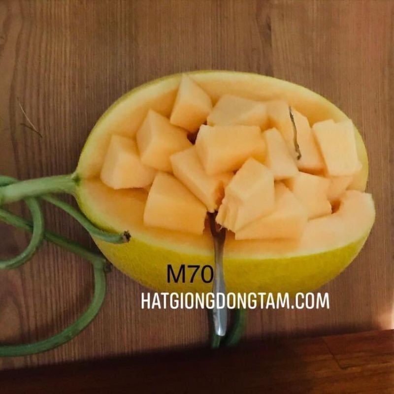 Hạt giống dưa lưới nhật vỏ vàng ruột cam Saket 70 giòn ngọt chịu nhiệt gói 10 hạt