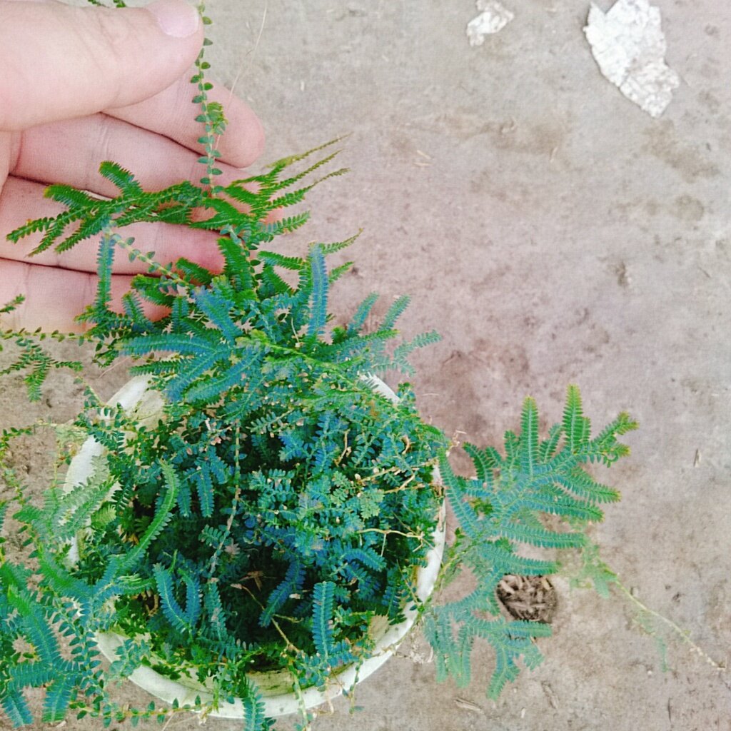 Cây Dương Xỉ Dạ Quang - cây cảnh để bàn