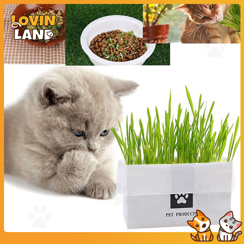 Lovinland Natural Cat Grass Planting Kit DIY Cat Grass Soilless Fast Growing Wheatgrass Panting Set for Hairball Control