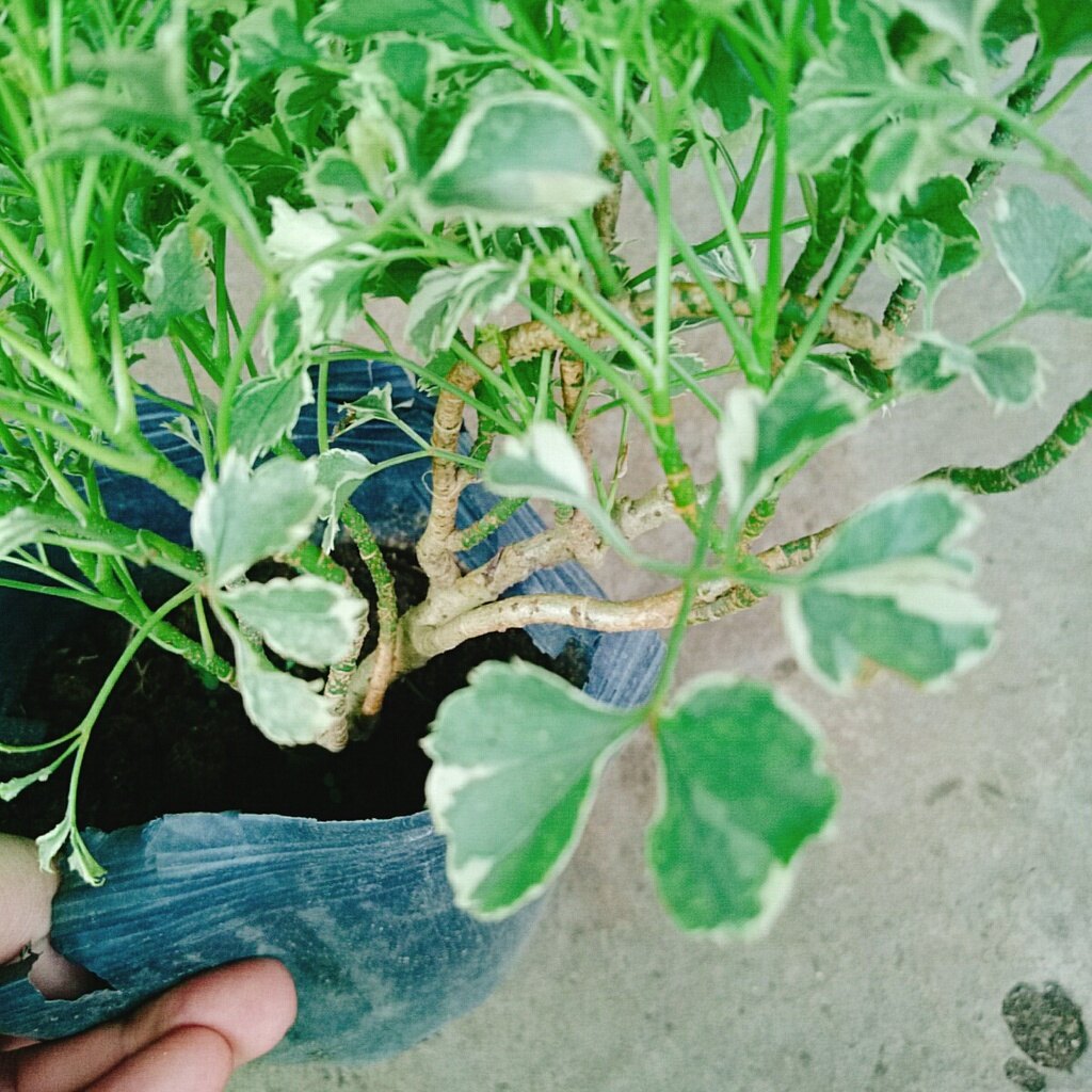 Cây Đinh Lăng Cẩm Thạch - cây cảnh để bàn