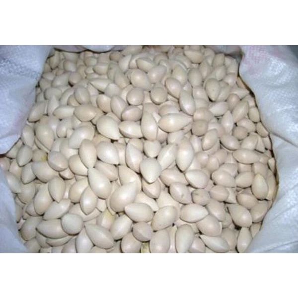 10 hạt cây ngân hạnh cây bạch quả